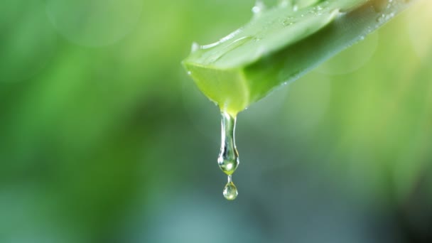 Movimento Super Lento Deixar Cair Líquido Aloe Vera Folha Filmado — Vídeo de Stock