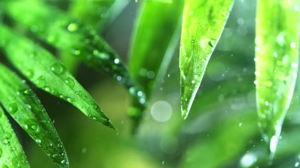 Сверхмедленное Движение Капель Воды Пальмовых Листьях Спа Тема Снято Высокоскоростную — стоковое видео