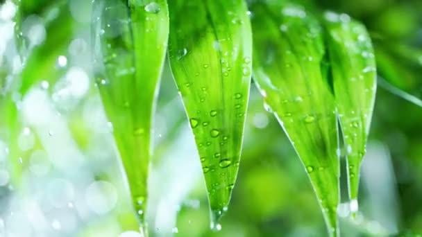 Super Zeitlupe Von Plätschernden Wassertropfen Auf Palmblättern Wellness Thema Gefilmt — Stockvideo