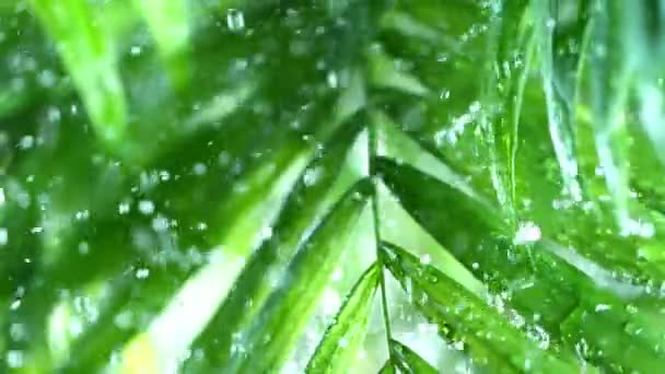 Super Slow Motion Gocce Acqua Spruzzando Sulle Foglie Palma Tema — Video Stock