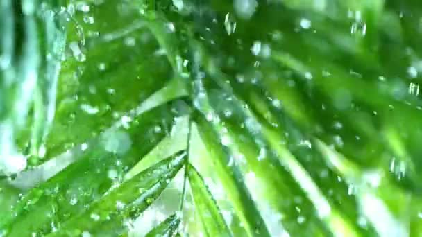 Super Zeitlupe Von Plätschernden Wassertropfen Auf Palmblättern Wellness Thema Gefilmt — Stockvideo