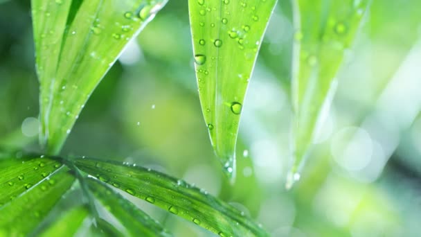 Super Slow Motion Splashing Water Drops Palm Leaves Spa Theme — Stock Video