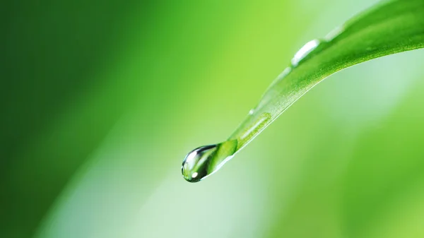 Spadająca kropla wody z liścia — Zdjęcie stockowe