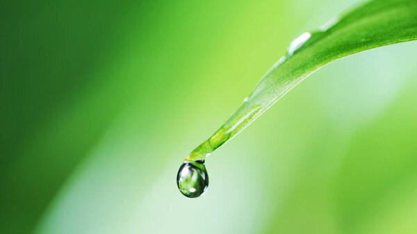 Falling water drop from leaf