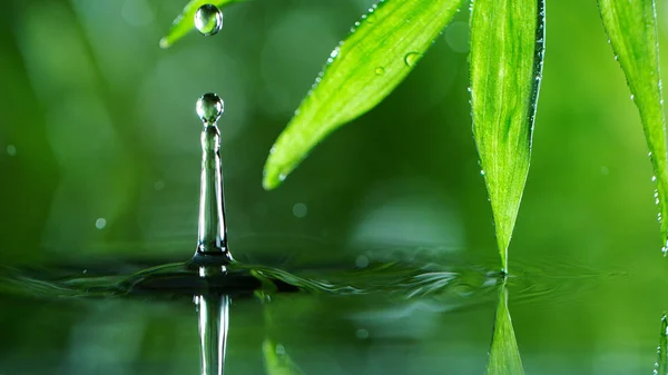 Goccia acqua con foglia di palma — Foto Stock