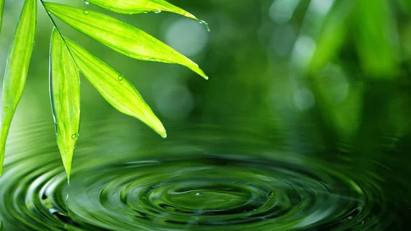 Goccia acqua con foglia di palma — Foto Stock