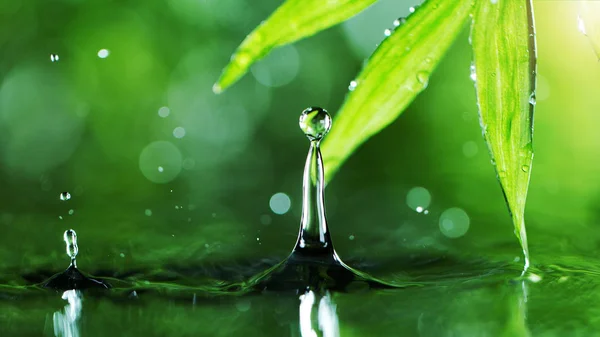 Meneteskan air dengan daun palem — Stok Foto