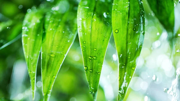 Deixar cair água nas folhas de palma — Fotografia de Stock