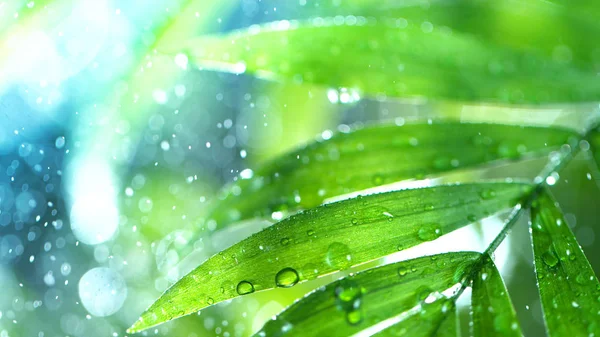 Dropping water on palm leaves — ストック写真