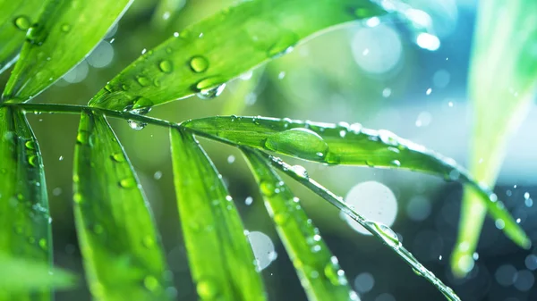 Dropping water on palm leaves — Stock Photo, Image