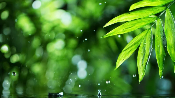 Hojas de palma con superficie de agua — Foto de Stock