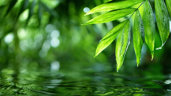 Hojas de palma con superficie de agua — Foto de Stock