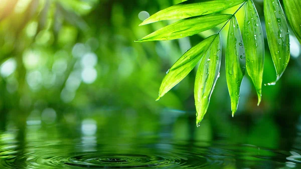 Пальмове листя з поверхнею води — стокове фото