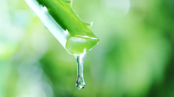 Dropping aloe vera liquid from leaf. — Stock Image Dropping aloe vera liquid from leaf. Royalty Free Stock Photos