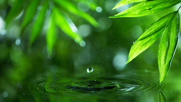 Dropping water with palm leaf — Stock Image Dropping water with palm leaf Royalty Free Stock Images