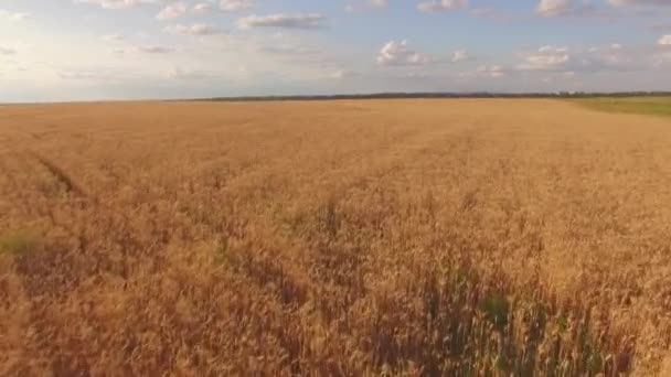 Vue aérienne des champs au coucher du soleil en 4k — Video