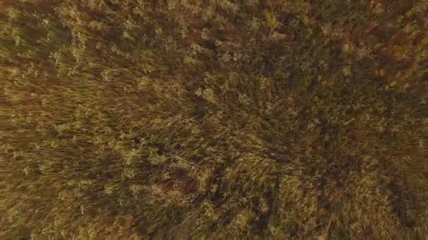 Aerial view agriculture fields zoomed out — Stock Video