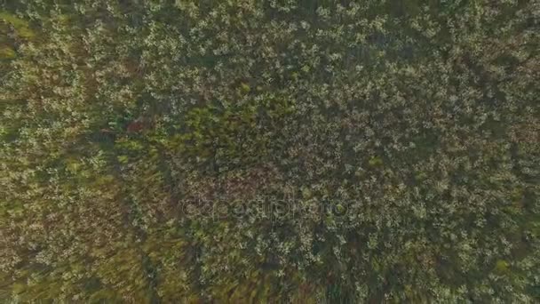 Antenn drönare sköt fält av kamomill blommor — Stockvideo
