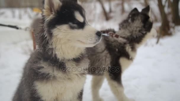 Χειμερινό τοπίο με ζευγάρι Σιβηρία σκύλος χάσκεϋ malamute σκυλιά παίζουν έξω. — Αρχείο Βίντεο