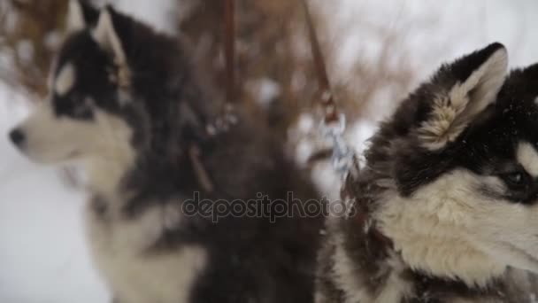 Winterlandschap met paar Siberische husky malamute honden buiten spelen. — Stockvideo