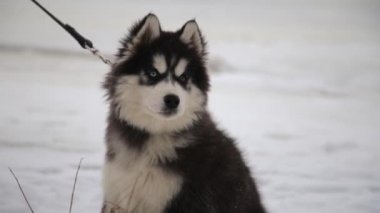Husky ormanda etrafına bakıyor. Köpek orman arka plan üzerinde.