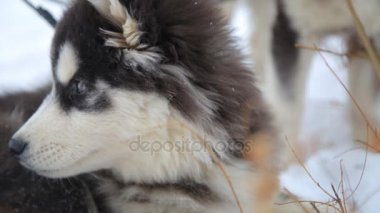 Husky ormanda etrafına bakıyor. Köpek orman arka plan üzerinde.