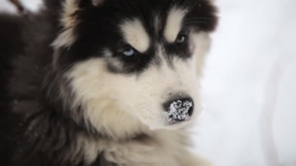 Paisaje invernal con par de perros siberianos husky malamute posando fuera . — Vídeos de Stock