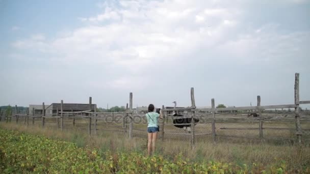 Hermosa chica hace vídeo en la tableta de avestruz en la granja . — Vídeos de Stock