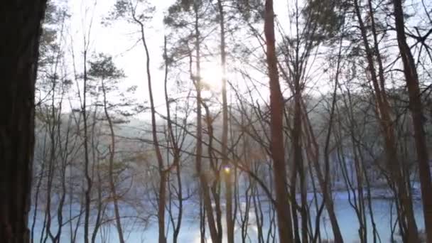 Marcher dans les bois. Parc forestier d'hiver au coucher du soleil . — Video