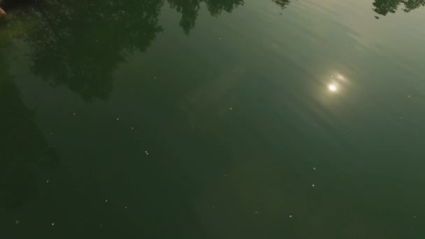 Pemandangan udara atas danau dengan hutan — Stok Video