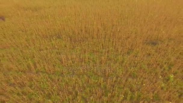 Güzel 4 k çözünürlüklü soya veya buğday alanında hava atış — Stok video