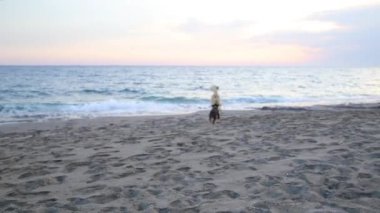 Sahilde oynayan iki köpek.