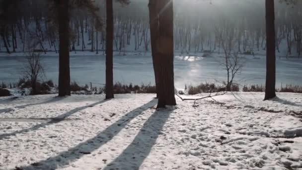 Marcher dans les bois. Parc forestier d'hiver au coucher du soleil . — Video