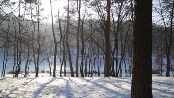 Walking in the woods. Winter forest park at sunset. — Stock Video