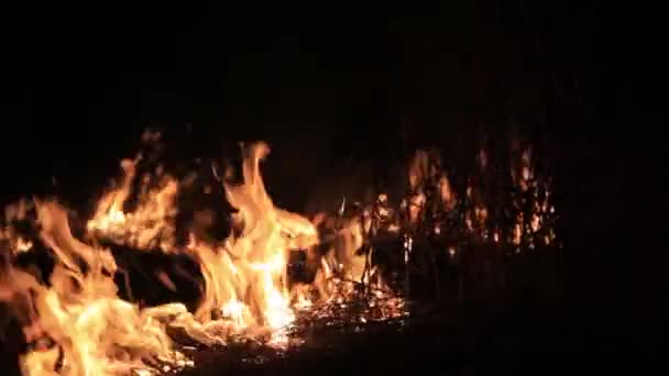 Wald brennt in der Nacht außer Kontrolle. Flamme brennt auf Gras im Grünen. — Stockvideo