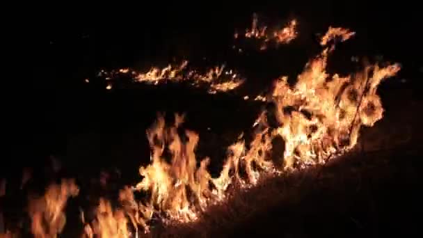 Wald brennt in der Nacht außer Kontrolle. Flamme brennt auf Gras im Grünen. — Stockvideo