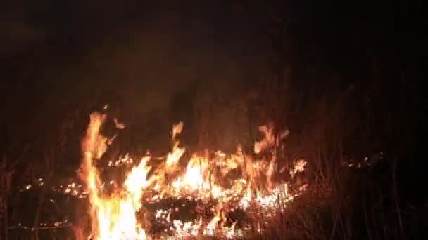 La forêt brûle hors de contrôle la nuit. Brûlage de la flamme sur l'herbe à la campagne . — Video