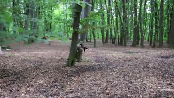 Guerilla partisan warrior siktar i skogen bakhåll bära bössan. — Stockvideo