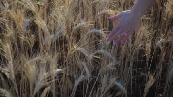 Mão das mulheres tocar orelhas de trigo ao pôr do sol — Vídeo de Stock