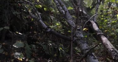 Güneş ışıltılı ormanı. Steadycam sot.