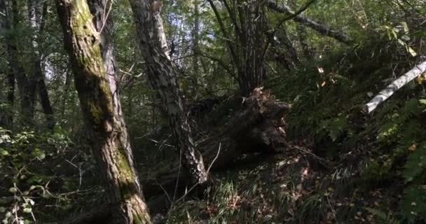 НД мерехтливого через ліс. Steadycam sot. — стокове відео