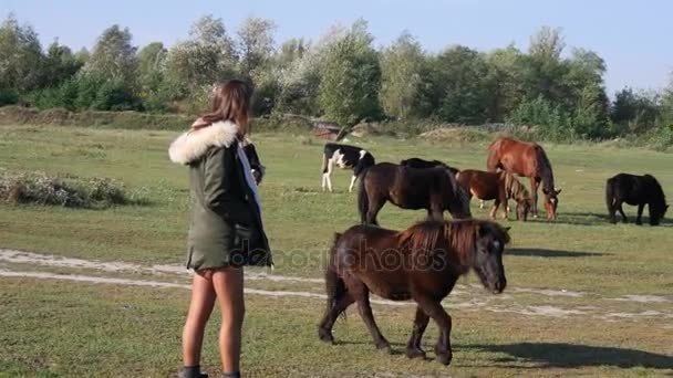 Красивая хипстерская смешанная гонщица гуляет со стадом лошадей в сельской местности — стоковое видео