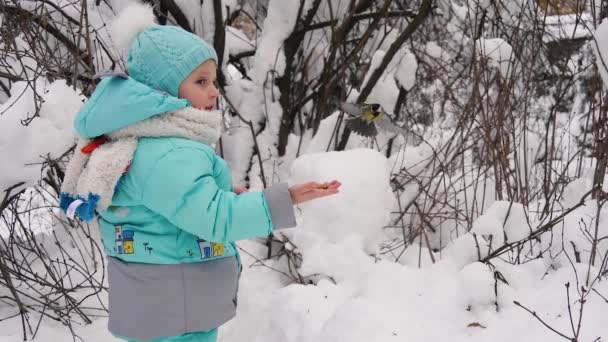 Little kid boy feeding tit birds in winter. Preschooler in colorful wam clothes. Nature, empathy with animals. Parus major bird in slow motion — Wideo stockowe