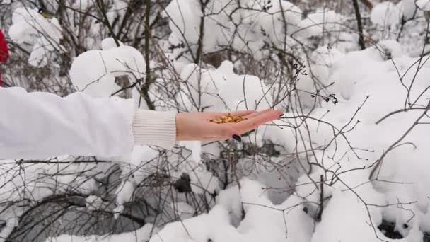Woman feeding tit birds from hand in winter. Slow motion parus major yellow bird — Αρχείο Βίντεο
