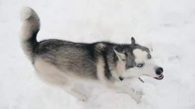 Köpek siberian dış yapraklar kış arka planda kameraya atlama mutlu