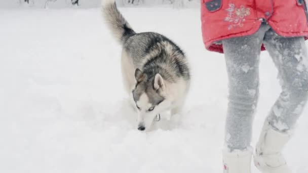 Ung flicka som leker med siberian husky hunden på snö utomhus i slow motion — Stockvideo