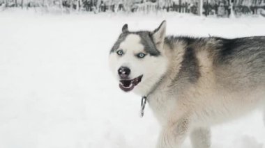 Siberian dış yapraklar malamute köpek kar açık havada orman kış Park yavaş hareket