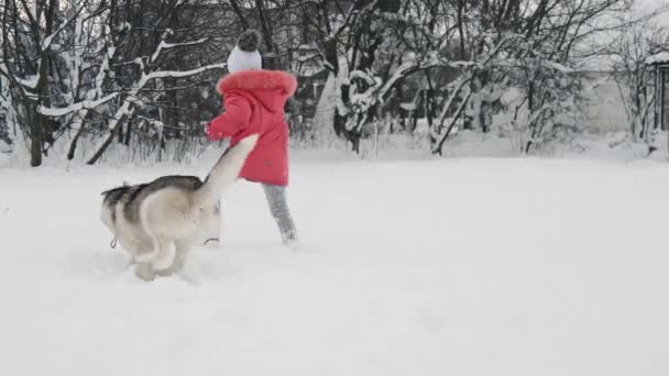 Genç kız açık havada ağır çekimde karda Siberian dış yapraklar malamute köpekle oynamayı — Stok video