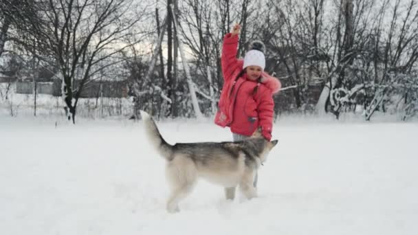 Chica joven jugando con perro husky malamute siberiano en la nieve al aire libre en cámara lenta — Vídeos de Stock