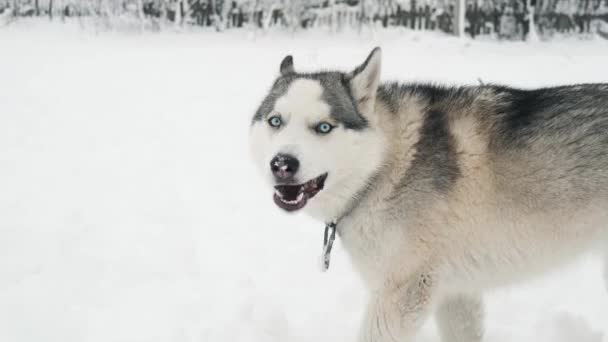 Siberian husky malamute dog on the snow outdoors forest winter park in slow motion — Stock Video